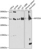 Western blot analysis of extracts of various cell lines, using MYO5A antibody (23-929) at 1:1000 dilution.<br/>Secondary antibody: HRP Goat Anti-Rabbit IgG (H+L) at 1:10000 dilution.<br/>Lysates/proteins: 25ug per lane.<br/>Blocking buffer: 3% nonfat dry milk in TBST.<br/>Detection: ECL Basic Kit.<br/>Exposure time: 10s.