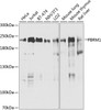Western blot analysis of extracts of various cell lines, using PBRM1 antibody (23-955) at 1:1000 dilution._Secondary antibody: HRP Goat Anti-Rabbit IgG (H+L) at 1:10000 dilution._Lysates/proteins: 25ug per lane._Blocking buffer: 3% nonfat dry milk in TBST._Detection: ECL Enhanced Kit._Exposure time: 30s.