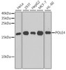Western blot analysis of extracts of various cell lines, using POLE4 antibody (23-957) at 1:1000 dilution.<br/>Secondary antibody: HRP Goat Anti-Rabbit IgG (H+L) at 1:10000 dilution.<br/>Lysates/proteins: 25ug per lane.<br/>Blocking buffer: 3% nonfat dry milk in TBST.<br/>Detection: ECL Basic Kit.<br/>Exposure time: 90s.