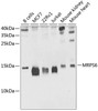 Western blot analysis of extracts of various cell lines, using MRPS6 antibody (23-958) at 1:1000 dilution.<br/>Secondary antibody: HRP Goat Anti-Rabbit IgG (H+L) at 1:10000 dilution.<br/>Lysates/proteins: 25ug per lane.<br/>Blocking buffer: 3% nonfat dry milk in TBST.<br/>Detection: ECL Basic Kit.<br/>Exposure time: 15s.