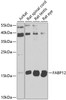 Western blot analysis of extracts of various cell lines, using FABP12 antibody (23-963) at 1:1000 dilution.<br/>Secondary antibody: HRP Goat Anti-Rabbit IgG (H+L) at 1:10000 dilution.<br/>Lysates/proteins: 25ug per lane.<br/>Blocking buffer: 3% nonfat dry milk in TBST.<br/>Detection: ECL Basic Kit.<br/>Exposure time: 30s.