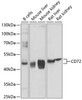 Western blot analysis of extracts of various cell lines, using CD72 antibody (23-980) at 1:1000 dilution.<br/>Secondary antibody: HRP Goat Anti-Rabbit IgG (H+L) at 1:10000 dilution.<br/>Lysates/proteins: 25ug per lane.<br/>Blocking buffer: 3% nonfat dry milk in TBST.<br/>Detection: ECL Basic Kit.<br/>Exposure time: 10s.