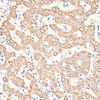 Immunohistochemistry of paraffin-embedded human liver using KIR3DS1 antibody (23-984) at dilution of 1:100 (40x lens) .