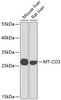 Western blot analysis of extracts of various cell lines, using MT-CO3 antibody (23-986) at 1:1000 dilution.<br/>Secondary antibody: HRP Goat Anti-Rabbit IgG (H+L) at 1:10000 dilution.<br/>Lysates/proteins: 25ug per lane.<br/>Blocking buffer: 3% nonfat dry milk in TBST.<br/>Detection: ECL Basic Kit.<br/>Exposure time: 30s.