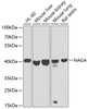 Western blot analysis of extracts of various cell lines, using NAGA antibody (23-989) at 1:1000 dilution.<br/>Secondary antibody: HRP Goat Anti-Rabbit IgG (H+L) at 1:10000 dilution.<br/>Lysates/proteins: 25ug per lane.<br/>Blocking buffer: 3% nonfat dry milk in TBST.<br/>Detection: ECL Basic Kit.<br/>Exposure time: 30s.