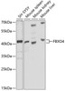 Western blot analysis of extracts of various cell lines, using FBXO4 antibody (24-002) at 1:1000 dilution.<br/>Secondary antibody: HRP Goat Anti-Rabbit IgG (H+L) at 1:10000 dilution.<br/>Lysates/proteins: 25ug per lane.<br/>Blocking buffer: 3% nonfat dry milk in TBST.<br/>Detection: ECL Basic Kit.<br/>Exposure time: 15s.