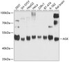 Western blot analysis of extracts of various cell lines, using AGK antibody (24-008) at 1:1000 dilution._Secondary antibody: HRP Goat Anti-Rabbit IgG (H+L) at 1:10000 dilution._Lysates/proteins: 25ug per lane._Blocking buffer: 3% nonfat dry milk in TBST._Detection: ECL Enhanced Kit._Exposure time: 60s.