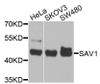 Western blot analysis of extracts of various cell lines, using SAV1 antibody (24-010) at 1:1000 dilution.<br/>Secondary antibody: HRP Goat Anti-Rabbit IgG (H+L) at 1:10000 dilution.<br/>Lysates/proteins: 25ug per lane.<br/>Blocking buffer: 3% nonfat dry milk in TBST.<br/>Detection: ECL Basic Kit.<br/>Exposure time: 30s.