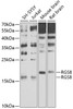 Western blot analysis of extracts of various cell lines, using RGS8 antibody (24-015) at 1:1000 dilution.<br/>Secondary antibody: HRP Goat Anti-Rabbit IgG (H+L) at 1:10000 dilution.<br/>Lysates/proteins: 25ug per lane.<br/>Blocking buffer: 3% nonfat dry milk in TBST.<br/>Detection: ECL Basic Kit.<br/>Exposure time: 60s.