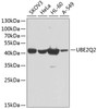 Western blot analysis of extracts of various cell lines, using UBE2Q2 antibody (24-018) at 1:1000 dilution.<br/>Secondary antibody: HRP Goat Anti-Rabbit IgG (H+L) at 1:10000 dilution.<br/>Lysates/proteins: 25ug per lane.<br/>Blocking buffer: 3% nonfat dry milk in TBST.<br/>Detection: ECL Basic Kit.<br/>Exposure time: 60s.