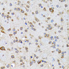 Immunohistochemistry of paraffin-embedded rat brain using EFNB2 antibody (19-783) at dilution of 1:100 (40x lens) .