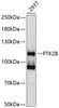 Western blot analysis of extracts of 293T cells, using PTK2B antibody (13-022) at 1:1000 dilution.<br/>Secondary antibody: HRP Goat Anti-Rabbit IgG (H+L) at 1:10000 dilution.<br/>Lysates/proteins: 25ug per lane.<br/>Blocking buffer: 3% nonfat dry milk in TBST.<br/>Detection: ECL Basic Kit.<br/>Exposure time: 1s.