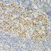 Immunohistochemistry of paraffin-embedded mouse spleen using MCM2 antibody (13-187) (40x lens) .