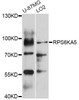 Western blot analysis of extracts of various cell lines, using RPS6KA5 Antibody (13-219) at 1:1000 dilution.<br/>Secondary antibody: HRP Goat Anti-Rabbit IgG (H+L) at 1:10000 dilution.<br/>Lysates/proteins: 25ug per lane.<br/>Blocking buffer: 3% nonfat dry milk in TBST.<br/>Detection: ECL Enhanced Kit.<br/>Exposure time: 50s.