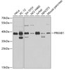 Western blot analysis of extracts of various cell lines, using PRKAB1 antibody (13-300) at 1:1000 dilution.<br/>Secondary antibody: HRP Goat Anti-Mouse IgG (H+L) (AS003) at 1:10000 dilution.<br/>Lysates/proteins: 25ug per lane.<br/>Blocking buffer: 3% nonfat dry milk in TBST.<br/>Detection: ECL Basic Kit.<br/>Exposure time: 15s.