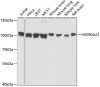 Western blot analysis of extracts of various cell lines, using HSP90AA1 antibody (13-479) at 1:1000 dilution.<br/>Secondary antibody: HRP Goat Anti-Mouse IgG (H+L) (AS003) at 1:10000 dilution.<br/>Lysates/proteins: 25ug per lane.<br/>Blocking buffer: 3% nonfat dry milk in TBST.<br/>Detection: ECL Basic Kit.<br/>Exposure time: 1s.