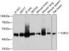 Western blot analysis of extracts of various cell lines, using TUBG1 antibody (13-760) at 1:1000 dilution.<br/>Secondary antibody: HRP Goat Anti-Mouse IgG (H+L) (AS003) at 1:10000 dilution.<br/>Lysates/proteins: 25ug per lane.<br/>Blocking buffer: 3% nonfat dry milk in TBST.<br/>Detection: ECL Basic Kit.<br/>Exposure time: 5s.