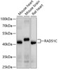 Western blot analysis of extracts of various cell lines, using RAD51C antibody (13-850) at 1:1000 dilution.<br/>Secondary antibody: HRP Goat Anti-Rabbit IgG (H+L) at 1:10000 dilution.<br/>Lysates/proteins: 25ug per lane.<br/>Blocking buffer: 3% nonfat dry milk in TBST.<br/>Detection: ECL Basic Kit.<br/>Exposure time: 1s.