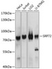 Western blot analysis of extracts of various cell lines, using SRP72 antibody (13-852) at 1:1000 dilution.<br/>Secondary antibody: HRP Goat Anti-Rabbit IgG (H+L) at 1:10000 dilution.<br/>Lysates/proteins: 25ug per lane.<br/>Blocking buffer: 3% nonfat dry milk in TBST.<br/>Detection: ECL Enhanced Kit.<br/>Exposure time: 90s.