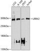 Western blot analysis of extracts of various cell lines, using LRRK2 antibody (13-870) at 1:1000 dilution.<br/>Secondary antibody: HRP Goat Anti-Rabbit IgG (H+L) at 1:10000 dilution.<br/>Lysates/proteins: 25ug per lane.<br/>Blocking buffer: 3% nonfat dry milk in TBST.<br/>Detection: ECL Enhanced Kit.<br/>Exposure time: 90s.