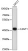 Western blot analysis of extracts of MCF7 cells, using CANT1 Antibody (13-872) at 1:1000 dilution.<br/>Secondary antibody: HRP Goat Anti-Rabbit IgG (H+L) at 1:10000 dilution.<br/>Lysates/proteins: 25ug per lane.<br/>Blocking buffer: 3% nonfat dry milk in TBST.<br/>Detection: ECL Enhanced Kit.<br/>Exposure time: 60s.