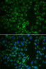 Immunofluorescence analysis of U2OS cells using DMP1 antibody (13-903) . Blue: DAPI for nuclear staining.