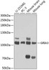 Western blot analysis of extracts of various cell lines, using GRIA3 antibody (14-058) at 1:1000 dilution.<br/>Secondary antibody: HRP Goat Anti-Rabbit IgG (H+L) at 1:10000 dilution.<br/>Lysates/proteins: 25ug per lane.<br/>Blocking buffer: 3% nonfat dry milk in TBST.