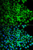 Immunofluorescence analysis of U2OS cells using GRIA3 antibody (14-058) . Blue: DAPI for nuclear staining.