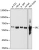 Western blot analysis of extracts of various cell lines, using SRC antibody (14-145) at 1:1000 dilution.<br/>Secondary antibody: HRP Goat Anti-Rabbit IgG (H+L) at 1:10000 dilution.<br/>Lysates/proteins: 25ug per lane.<br/>Blocking buffer: 3% nonfat dry milk in TBST.<br/>Detection: ECL Basic Kit.<br/>Exposure time: 30s.
