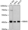 Western blot analysis of extracts of various cell lines, using RBMX antibody (14-159) at 1:1000 dilution.<br/>Secondary antibody: HRP Goat Anti-Rabbit IgG (H+L) at 1:10000 dilution.<br/>Lysates/proteins: 25ug per lane.<br/>Blocking buffer: 3% nonfat dry milk in TBST.<br/>Detection: ECL Basic Kit.<br/>Exposure time: 1s.