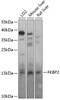 Western blot analysis of extracts of various cell lines, using FKBP2 antibody (14-169) at 1:1000 dilution.<br/>Secondary antibody: HRP Goat Anti-Rabbit IgG (H+L) at 1:10000 dilution.<br/>Lysates/proteins: 25ug per lane.<br/>Blocking buffer: 3% nonfat dry milk in TBST.<br/>Detection: ECL Basic Kit.<br/>Exposure time: 15s.