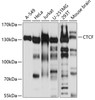 Western blot analysis of extracts of various cell lines, using CTCF antibody (14-510) at 1:500 dilution.<br/>Secondary antibody: HRP Goat Anti-Rabbit IgG (H+L) at 1:10000 dilution.<br/>Lysates/proteins: 25ug per lane.<br/>Blocking buffer: 3% nonfat dry milk in TBST.<br/>Detection: ECL Basic Kit.<br/>Exposure time: 5s.