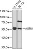 Western blot analysis of extracts of various cell lines, using AGTR1 antibody (14-808) at 1:1000 dilution.<br/>Secondary antibody: HRP Goat Anti-Rabbit IgG (H+L) at 1:10000 dilution.<br/>Lysates/proteins: 25ug per lane.<br/>Blocking buffer: 3% nonfat dry milk in TBST.<br/>Detection: ECL Basic Kit.<br/>Exposure time: 10s.