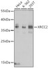 Western blot analysis of extracts of various cell lines, using XRCC2 antibody (18-186) at 1:1000 dilution.<br/>Secondary antibody: HRP Goat Anti-Rabbit IgG (H+L) at 1:10000 dilution.<br/>Lysates/proteins: 25ug per lane.<br/>Blocking buffer: 3% nonfat dry milk in TBST.<br/>Detection: ECL Basic Kit.<br/>Exposure time: 30s.