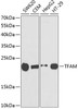 Western blot analysis of extracts of various cell lines, using TFAM antibody (18-390) at 1:1000 dilution.<br/>Secondary antibody: HRP Goat Anti-Rabbit IgG (H+L) at 1:10000 dilution.<br/>Lysates/proteins: 25ug per lane.<br/>Blocking buffer: 3% nonfat dry milk in TBST.
