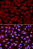Immunofluorescence analysis of U2OS cells using OGT antibody (18-433) . Blue: DAPI for nuclear staining.