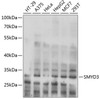 Western blot analysis of extracts of various cell lines, using SMYD3 antibody (18-606) at 1:1000 dilution.<br/>Secondary antibody: HRP Goat Anti-Rabbit IgG (H+L) at 1:10000 dilution.<br/>Lysates/proteins: 25ug per lane.<br/>Blocking buffer: 3% nonfat dry milk in TBST.<br/>Detection: ECL Basic Kit.<br/>Exposure time: 30s.