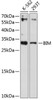 Western blot analysis of extracts of various cell lines, using BIM antibody (18-657) at 1:1000 dilution.<br/>Secondary antibody: HRP Goat Anti-Rabbit IgG (H+L) at 1:10000 dilution.<br/>Lysates/proteins: 25ug per lane.<br/>Blocking buffer: 3% nonfat dry milk in TBST.<br/>Detection: ECL Enhanced Kit.<br/>Exposure time: 90s.