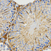 Immunohistochemistry of paraffin-embedded rat testis using PIWIL4 antibody (18-960) at dilution of 1:200 (40x lens) .