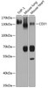 Western blot analysis of extracts of various cell lines, using CD31 antibody (18-982) at 1:1000 dilution.<br/>Secondary antibody: HRP Goat Anti-Rabbit IgG (H+L) at 1:10000 dilution.<br/>Lysates/proteins: 25ug per lane.<br/>Blocking buffer: 3% nonfat dry milk in TBST.<br/>Detection: ECL Enhanced Kit.<br/>Exposure time: 3s.