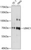 Western blot analysis of extracts of various cell lines, using UIMC1 antibody (19-461) at 1:1000 dilution.<br/>Secondary antibody: HRP Goat Anti-Rabbit IgG (H+L) at 1:10000 dilution.<br/>Lysates/proteins: 25ug per lane.<br/>Blocking buffer: 3% nonfat dry milk in TBST.<br/>Detection: ECL Enhanced Kit.<br/>Exposure time: 30s.