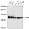 Western blot analysis of extracts of various cell lines, using DHX9 antibody (19-746) at 1:1000 dilution.<br/>Secondary antibody: HRP Goat Anti-Rabbit IgG (H+L) at 1:10000 dilution.<br/>Lysates/proteins: 25ug per lane.<br/>Blocking buffer: 3% nonfat dry milk in TBST.<br/>Detection: ECL Basic Kit.<br/>Exposure time: 1s.