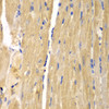 Immunohistochemistry of paraffin-embedded mouse heart using SLC25A13 antibody (19-897) at dilution of 1:200 (40x lens) .