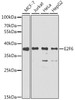 Western blot analysis of extracts of various cell lines, using E2F6 antibody (22-034) at 1:1000 dilution.<br/>Secondary antibody: HRP Goat Anti-Rabbit IgG (H+L) at 1:10000 dilution.<br/>Lysates/proteins: 25ug per lane.<br/>Blocking buffer: 3% nonfat dry milk in TBST.<br/>Detection: ECL Basic Kit.<br/>Exposure time: 90s.
