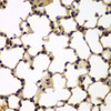 Immunohistochemistry of paraffin-embedded mouse lung using E2F6 antibody (22-034) at dilution of 1:200 (40x lens) .