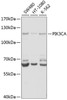 Western blot analysis of extracts of various cell lines, using PIK3CA antibody (22-275) at 1:1000 dilution.<br/>Secondary antibody: HRP Goat Anti-Rabbit IgG (H+L) at 1:10000 dilution.<br/>Lysates/proteins: 25ug per lane.<br/>Blocking buffer: 3% nonfat dry milk in TBST.<br/>Detection: ECL Basic Kit.<br/>Exposure time: 60s.