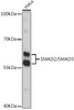 Western blot analysis of extracts of HeLa cells, using SMAD2/SMAD3 antibody (23-013) at 1:1000 dilution.<br/>Secondary antibody: HRP Goat Anti-Rabbit IgG (H+L) at 1:10000 dilution.<br/>Lysates/proteins: 25ug per lane.<br/>Blocking buffer: 3% nonfat dry milk in TBST.<br/>Detection: ECL Basic Kit.<br/>Exposure time: 5s.