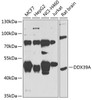 Western blot analysis of extracts of various cell lines, using DDX39A antibody (23-308) at 1:1000 dilution._Secondary antibody: HRP Goat Anti-Rabbit IgG (H+L) at 1:10000 dilution._Lysates/proteins: 25ug per lane._Blocking buffer: 3% nonfat dry milk in TBST._Detection: ECL Enhanced Kit._Exposure time: 30s.