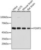 Western blot analysis of extracts of various cell lines, using FOXP3 antibody (23-358) .<br/>Secondary antibody: HRP Goat Anti-Rabbit IgG (H+L) at 1:10000 dilution.<br/>Lysates/proteins: 25ug per lane.<br/>Blocking buffer: 3% nonfat dry milk in TBST.