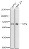 Western blot analysis of extracts of various cell lines, using TERF2 antibody (13-048) .<br/>Secondary antibody: HRP Goat Anti-Rabbit IgG (H+L) at 1:10000 dilution.<br/>Lysates/proteins: 25ug per lane.<br/>Blocking buffer: 3% nonfat dry milk in TBST.